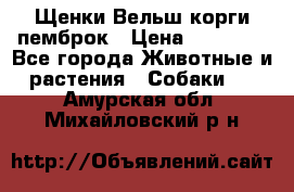 Щенки Вельш корги пемброк › Цена ­ 35 000 - Все города Животные и растения » Собаки   . Амурская обл.,Михайловский р-н